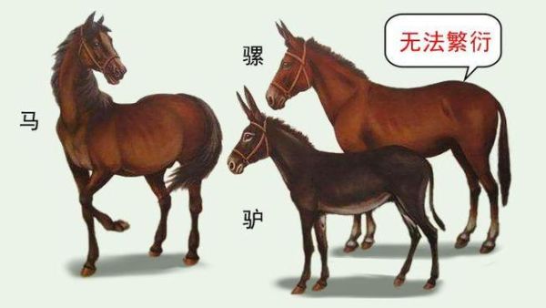 生肖马和什么属相不和（生肖马和什么属相不和？冲犯一览🐴）