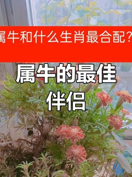 生肖牛适合婚姻属相（生肖牛和什么属相最配婚姻）