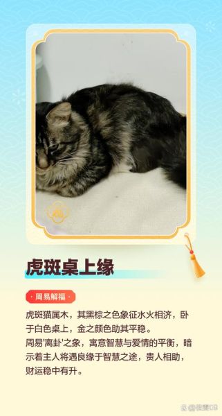 宜养猫的生肖属相（宜养猫的生肖属相属虎最佳）