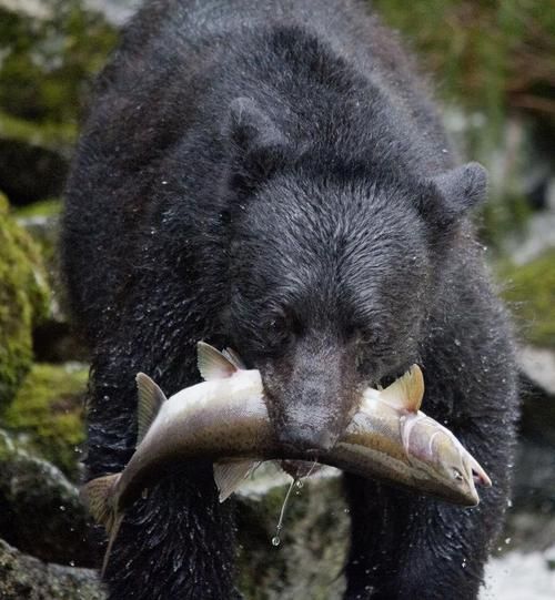 黑熊属那个生肖属相（黑熊属那个生肖属相怎么来的）