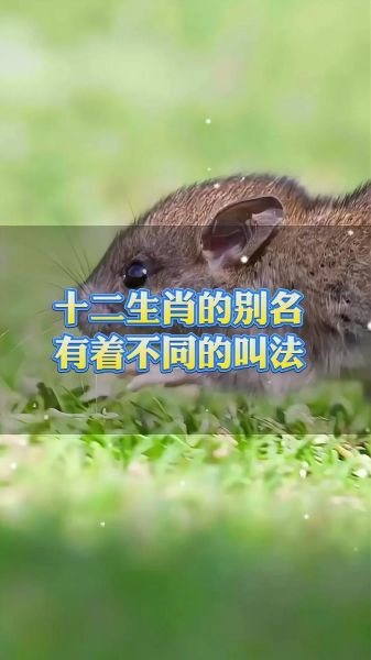利字解生肖属相（利字解生肖属相怎么算）