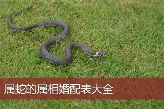 生肖蛇最佳爱情属相女性（生肖蛇最佳爱情属相女是谁）