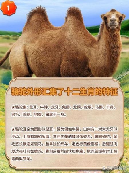 骆驼最佳生肖属相（骆驼代表什么生肖最旺）
