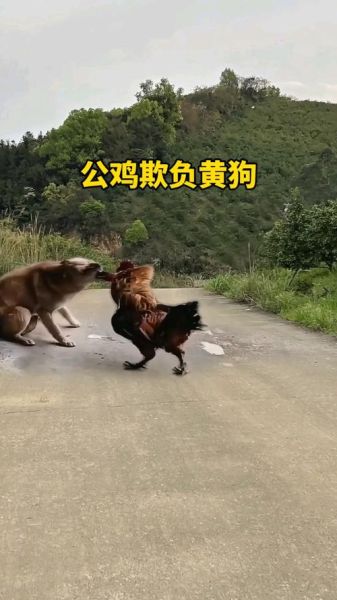 打鸡骂狗属相是什么生肖(打鸡骂狗是什么生肖?新手一看就懂)