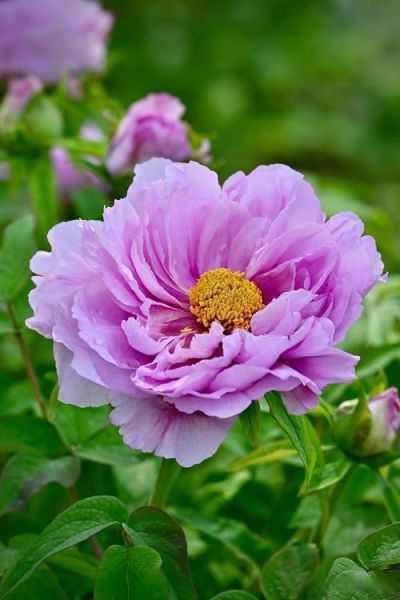 杜丹什么生肖属相