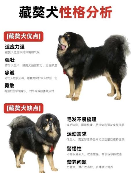 藏獒是什么属相的生肖（藏獒属什么生肖？）