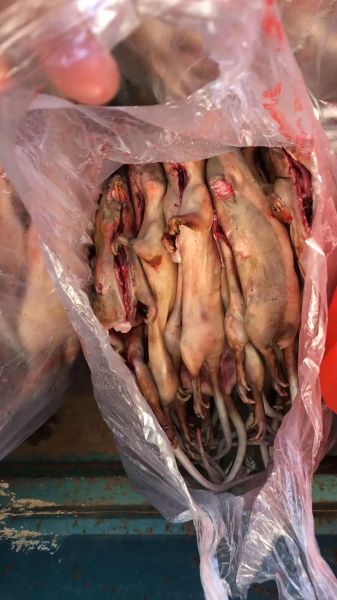 属相是大田鼠的生肖（大田鼠是哪个生肖属相？）