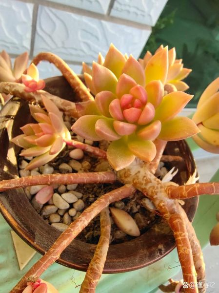 黄丽属相是什么生肖（黄丽属相是什么生肖？）