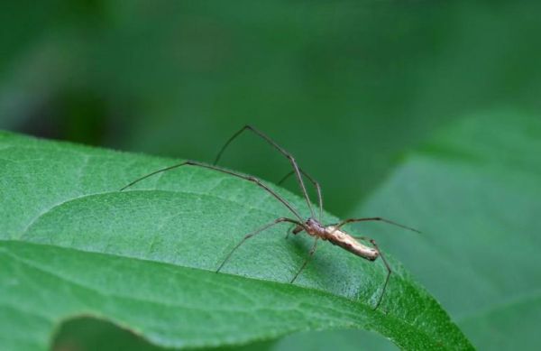 蜘蛛对应生肖属相是什么（蜘蛛在十二生肖中代表什么动物？😵‍💫）