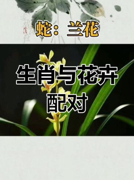 花对应的生肖属相（花对应的生肖属相查询表）