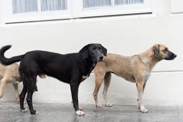 乞丐属相是什么生肖（乞丐是什么生肖）