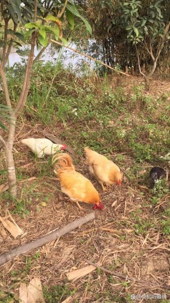 什么属相是炉火的生肖（炉火的生肖是什么 👀 一文看懂）