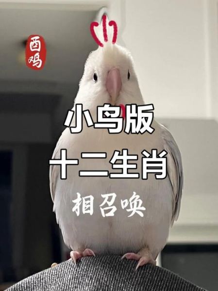 生肖鸟喜欢什么属相（生肖鸟最配属相是谁？新手一看就懂）