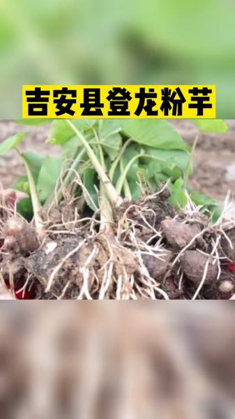 高芋芋生肖属相（高芋芋生肖属相是什么？）