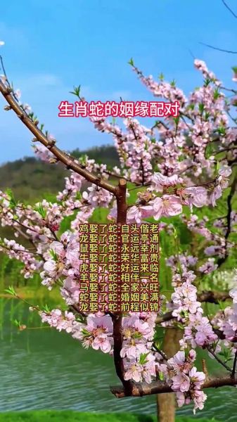 蛇女最佳配偶生肖属相（蛇女最佳婚配什么属相最好）