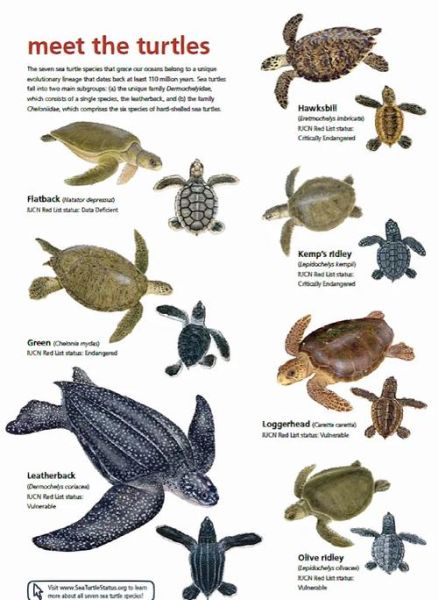 海龟属相是什么生肖（海龟属相是什么生肖？新手一看就懂）