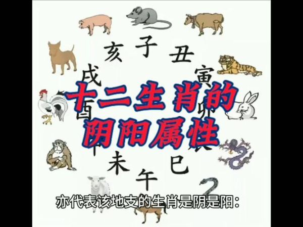 十二生生肖属相 还（十二生肖属相还分阴阳吗）