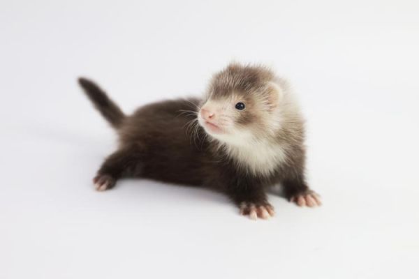 水貂12属相有哪些生肖