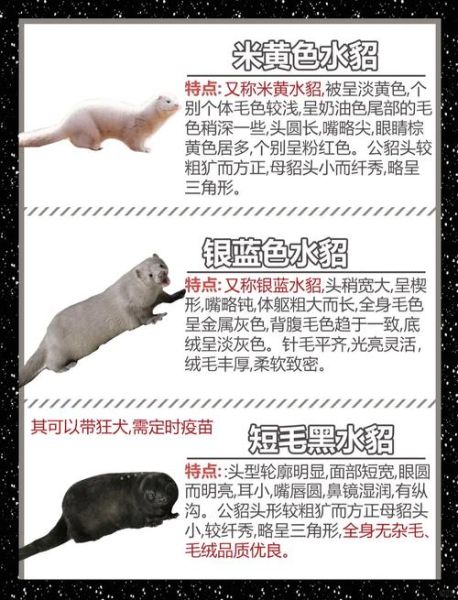 水貂12属相有哪些生肖