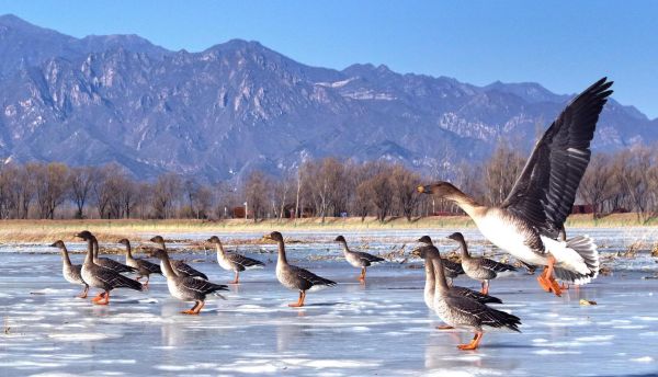 什么生肖属相大雁（大雁代表什么生肖）