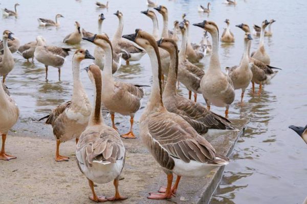 什么生肖属相大雁（大雁代表什么生肖）