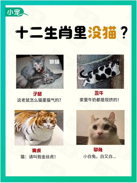 不宜养猫的生肖属相（不宜养猫的生肖属相是哪几个？）