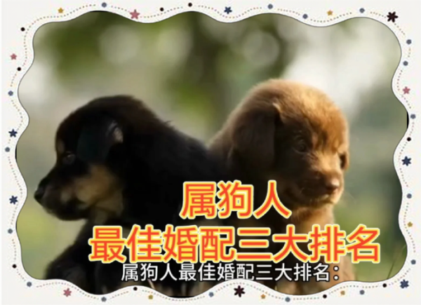 生肖狗最佳婚姻配偶属相（属狗的最佳婚配属相指南）