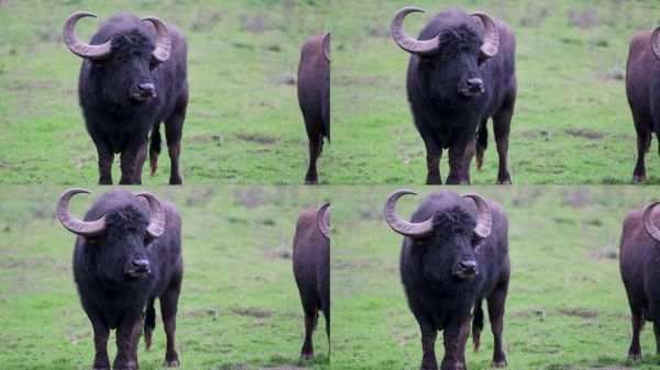 老水牛什么生肖属相（老水牛属什么生肖？一看就懂的小科普）