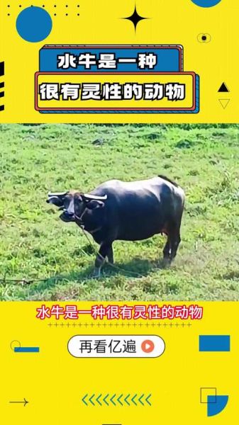 老水牛什么生肖属相（老水牛属什么生肖？一看就懂的小科普）