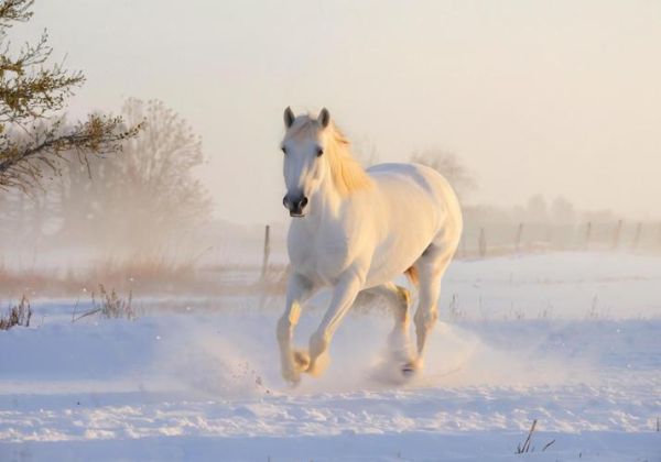 生肖马得属相特征（生肖马的优缺点深度解析）