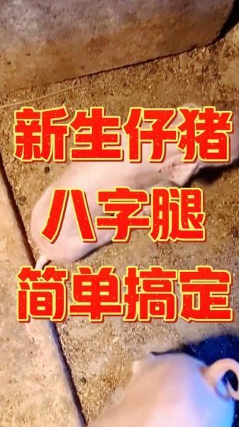 腿生肖属相（腿是什么生肖？）