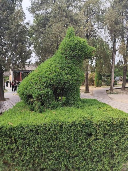 树枝代表什么生肖属相（树枝代表什么生肖属相最准确）