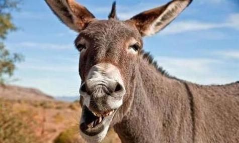 2014生肖属相（2014年出生属什么生肖？🐴）