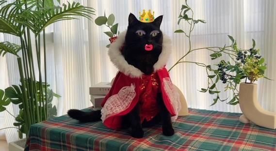 黑猫与哪些生肖属相相配(黑猫最旺什么属相?新手速看)