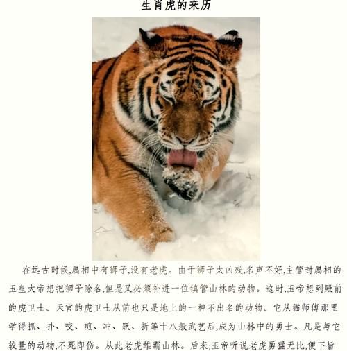 属相连是指哪个生肖(属相连指哪个生肖?🐯)
