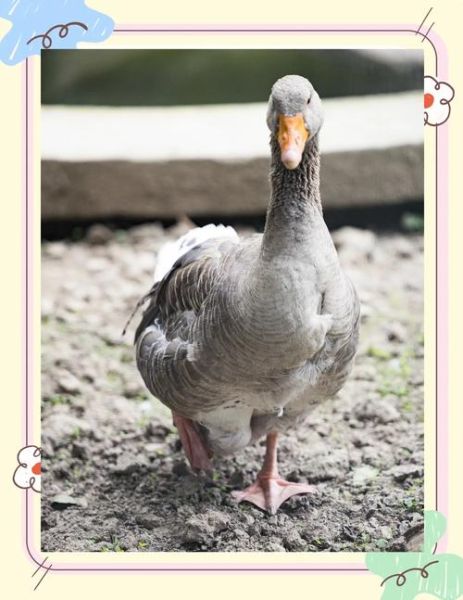 雁字最佳生肖属相