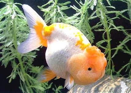 鱼十二生肖属相(鱼十二生肖属相吗?新手1分钟看明白🐟)