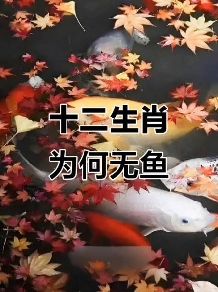 鱼十二生肖属相(鱼十二生肖属相吗?新手1分钟看明白🐟)