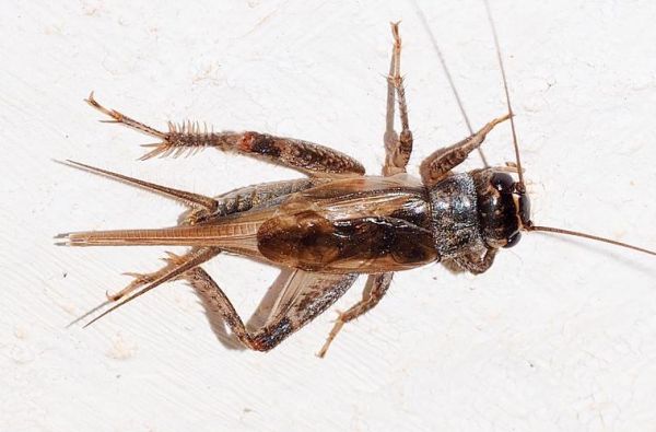 夜里蟋蟀的生肖属相(夜里蟋蟀属啥生肖)