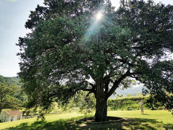 朴树属什么属相生肖