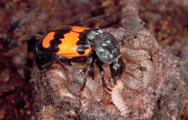 虫类属什么生肖属相最好（虫在十二生肖代表哪个属相🐛）