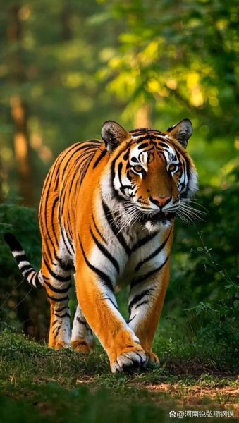 王顺友属啥生肖属相呢（王顺友属啥生肖呢🐯）