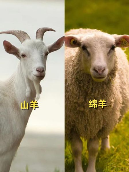 1943是什么生肖属相（1943年属什么生肖？🐐1943年出生的人属羊真相大揭秘）