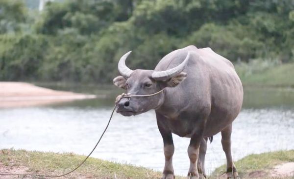 属相水牛的缺什么生肖（属相水牛的缺什么生肖配对？）