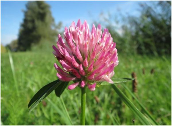 绿色佳人生肖属相（绿色佳人生肖属相揭秘）