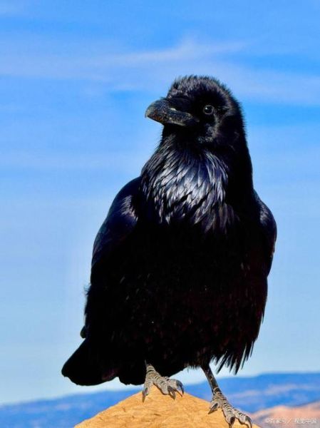 乌鸦生肖属相是哪个属相（乌鸦属什么生肖的属相？）