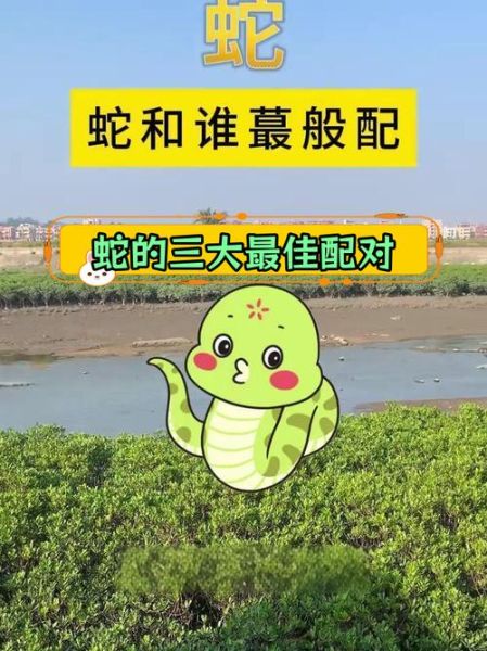 生肖蛇最佳配偶属相6（生肖蛇最佳配偶属相排行）