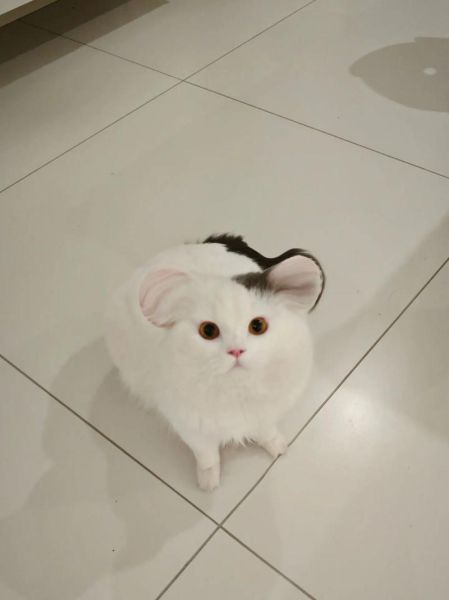 生肖属相猫(生肖属相猫到底是哪一年?)