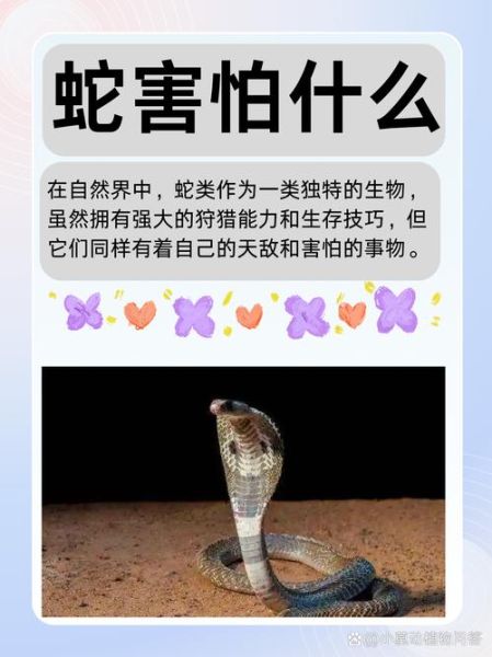 生肖蛇忌讳的属相（生肖蛇最怕的三种属相）