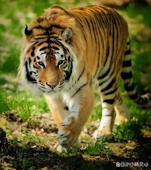 美国属相生肖是什么（美国生肖是什么意思🇺🇸🐯）